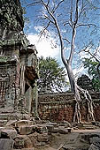 Ta Prohm temple - silk cotton trees rising over the ruins